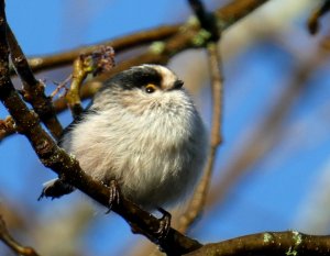 2017-02-21, mito (copia)