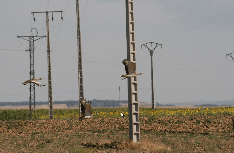 Captura de pantalla de 2019-02-04 13-19-13