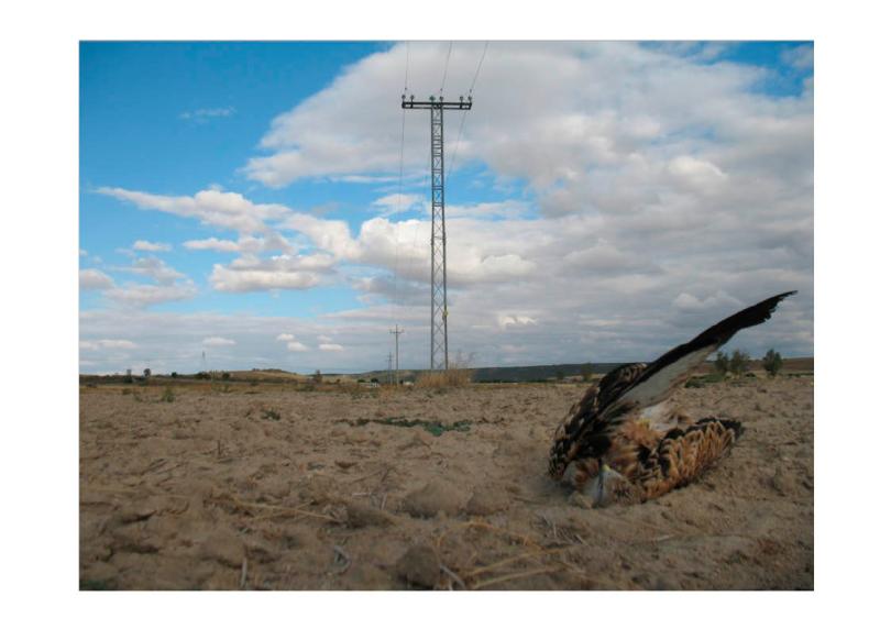 milano electrocutado