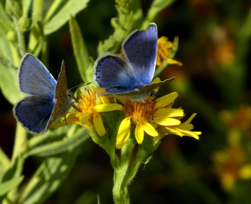 Polyommatus icarus 2