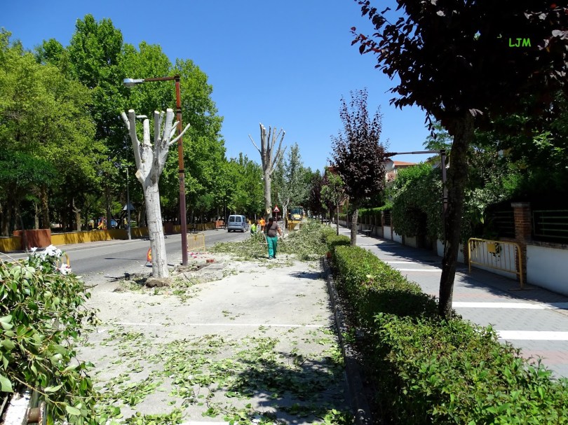 _Paseo de la AlamedaDSC00712 B V-19